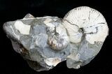 Hoploscaphites Brevis Ammonite Pair #12101-1